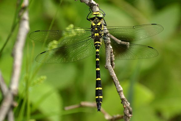 Páskovec dvojzubý (Cordulegaster bidentatus), foto © Zdeněk Podešva