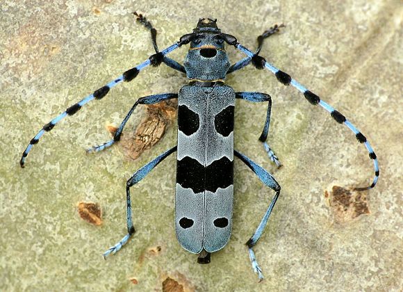 Tesařík alpský (Rosalia alpina), foto © Zdeněk Podešva