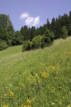 Přírodní památka Dobšena (14. 6. 2003)