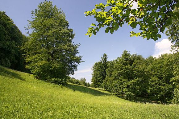 Přírodní památka Hluboče (27. 5. 2012), foto © Z. Podešva