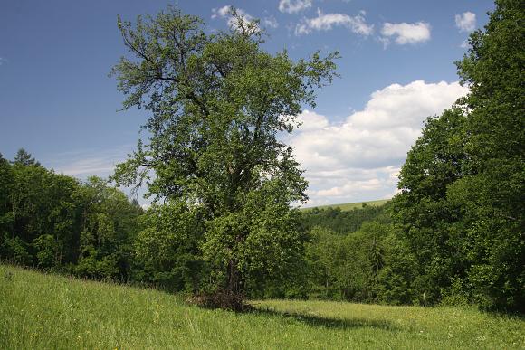 Přírodní památka Hluboče (27.5. 2012), foto © Z. Podešva