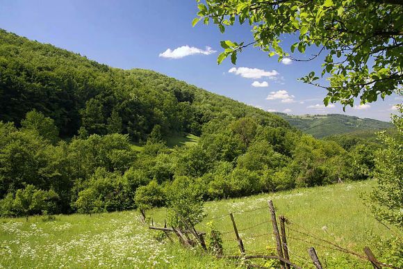 Přírodní památka Hluboče v údolí Hlubočského potoka - na protějším svahu (27.5. 2012), foto © Z. Podešva