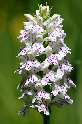 Prstnatec Fuchsův Soóův (Dactylorhiza fuchsii subsp. sooana) , foto © Z. Podešva