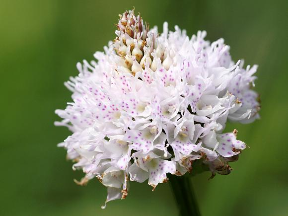 Hlavinka horská (Traunsteinera globosa), PP Hluboče (27.5. 2012), foto © Z. Podešva