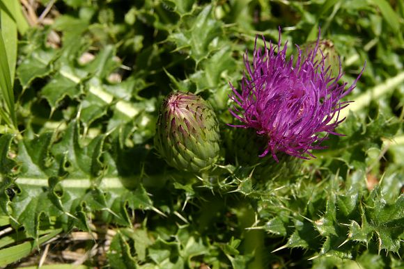 zlinsko/photos/Hradek/Cirsium-acaule_2009-07-12, foto © Z. Podešva
