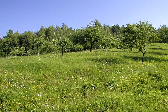 Extenzivní ovocný sad s orchidejovou loukou v PP Hrádek (5. 6. 2003), foto © Z. Podešva