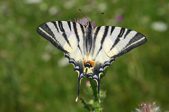 Otakárek ovocný (Iphiclides podalirius)
