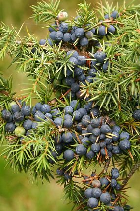 Plody jalovce obecného (Juniperus communis), lidově jalovčinky