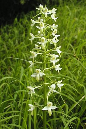 Vemeník dvoulistý (Platanthera bifolia)