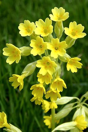 Prvosenka jarní (Primula veris)