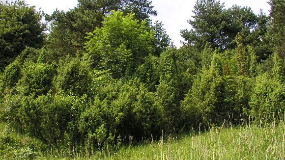 Skupina jalovce obecného (Juniperus communis) v přírodní památce Jalovcová louka (17. 6. 2003)