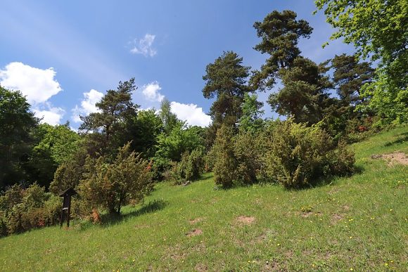 Přírodní památka Jalovcová louka (22. 5. 2022)