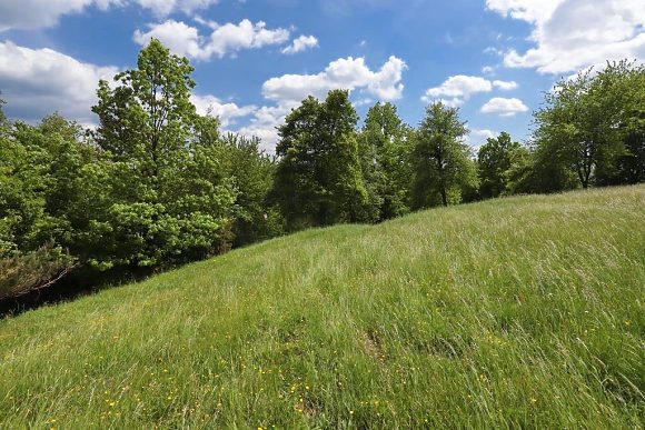 Přírodní památka Jalovcová louka (22. 5. 2022), foto © Zdeněk Podešva