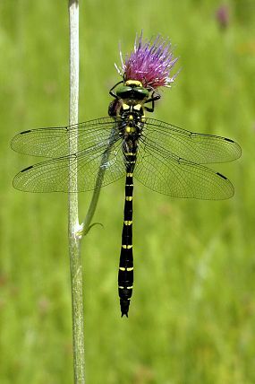 Páskovec dvojzubý (Cordulegaster bidentata), PR Javorůvky (14. 6. 2003)