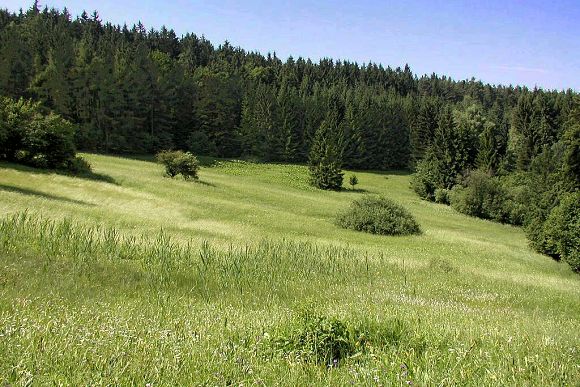 Přírodní rezervace Javorůvky (14. 6. 2003)