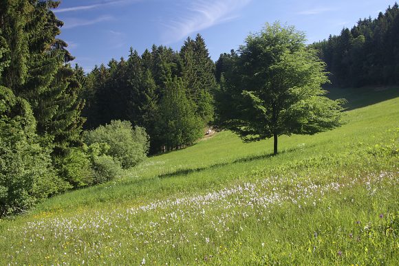 Přírodní rezervace Javorůvky (29. 5. 2017)
