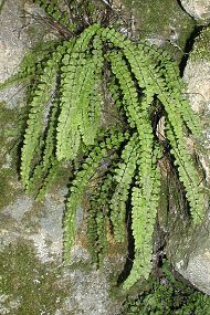 Sleziník červený (Asplenium trichomanes), foto © Z. Podešva