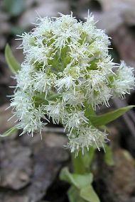 Devětsil bílý (Petasites albus), foto © Z. Podešva