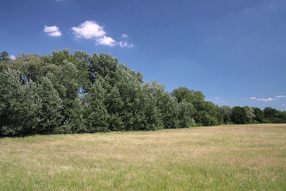 Přírodní památku Na letišti obklopují kulturní louky a pole (13. 6. 2002)