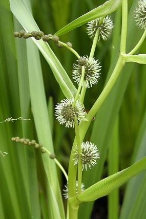 Zevar vzpřímený (Sparganium erectum)