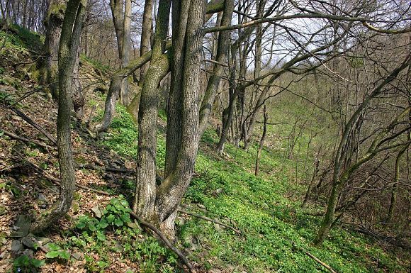 Lesní porosty v PP Na Želechovických pasekách (15. 4. 2005), foto © Zdeněk Podešva