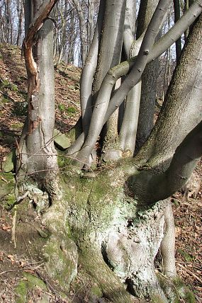 Výmladky - stopy pařezinového hospodaření v PP Na Želechovických pasekách (29. 4. 2003), foto © Zdeněk Podešva
