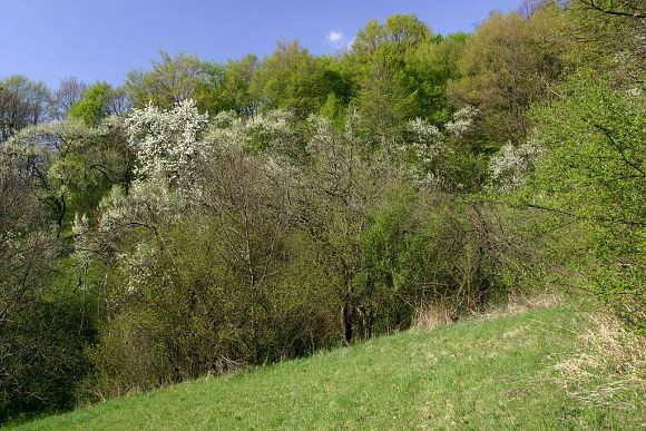 Přírodní památka Na Želechovických pasekách (19. 4. 2007), foto © Zdeněk Podešva