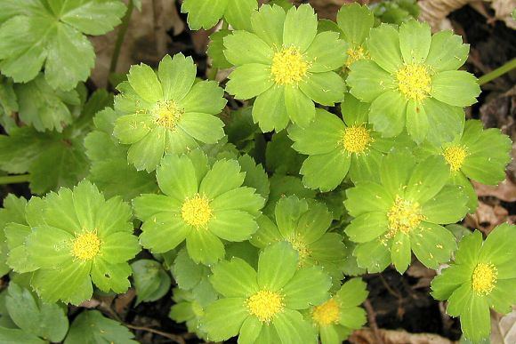 Hvězdnatec zubatý (Hacquetia epipactis), PP Na Želechovických pasekách (29. 4. 2003), foto © Zdeněk Podešva