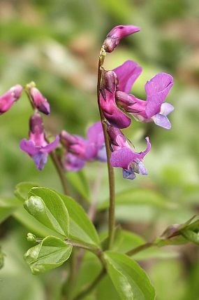 Hrachor jarní (Lathyrus vernus), PP Na Želechovických pasekách (29. 4. 2003), foto © Zdeněk Podešva