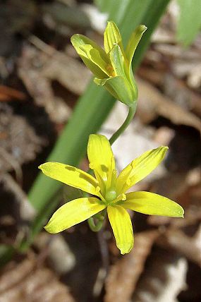 Křivatec žlutý (Gagea lutea), PP Ondřejovsko (22. 3. 2014)