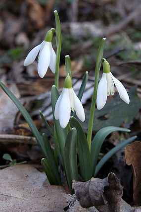 Sněženka podsněžník (Galanthus nivalis), PP Ondřejovsko (22. 3. 2014)