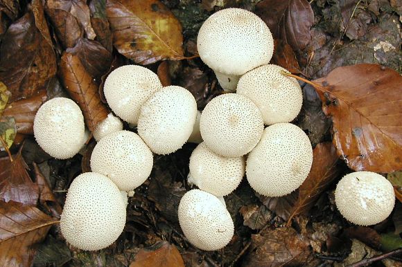Pýchavka obecná (Lycoperdon perlatum),  PP Ondřejovsko (15. 10. 2002)