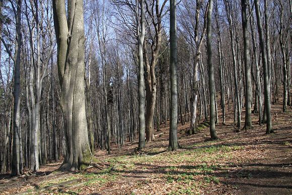Lesní porost v západní části PP Ondřejovsko (23. 3. 2014)