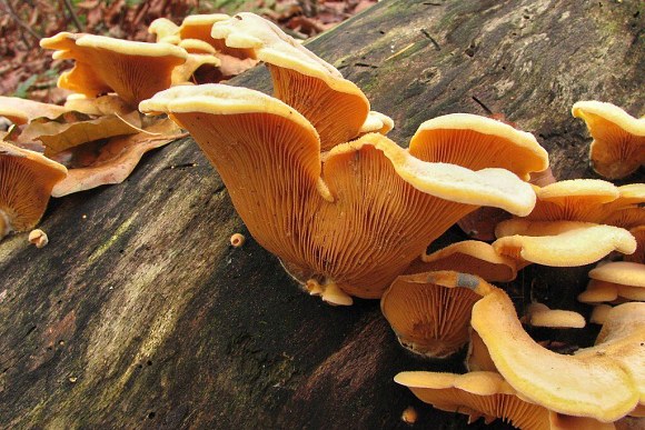 Hlíva hnízdovitá (Phyllotopsis nidulans)
