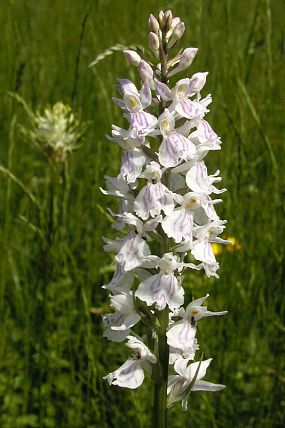 Prstnatec Fuchsův Soóův (Dactylorhiza fuchsii subsp. sooana)