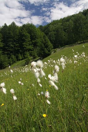 Suchopýr širolistý (Eriophorum latifolium) na podmáčené louce v PP Pod Cigánem