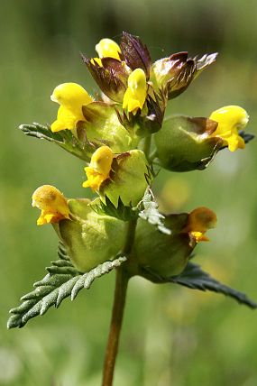 Kokrhel menší (Rhinanthus minor), PP Pod Cigánem (27. 5. 2012)