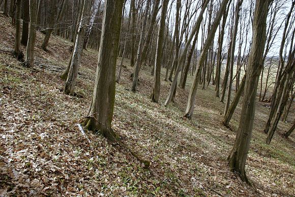 Foto © Zdeněk Podešva