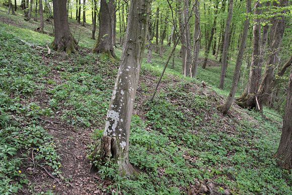 Přírodní památka Pod Vrchy (30. 4. 2015), foto © Zdeněk Podešva