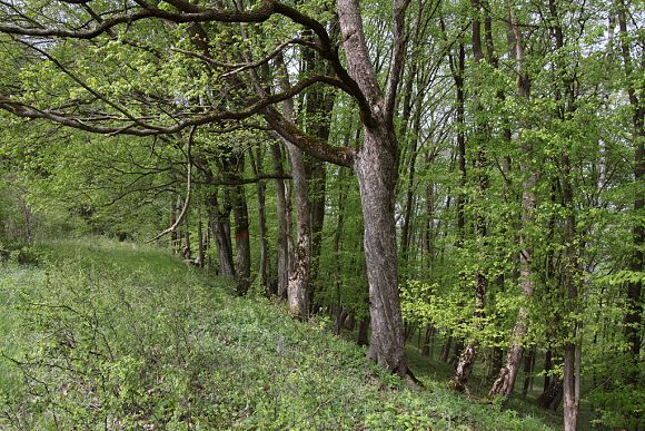 Přírodní památka Pod Vrchy (30. 4. 2015), foto © Zdeněk Podešva