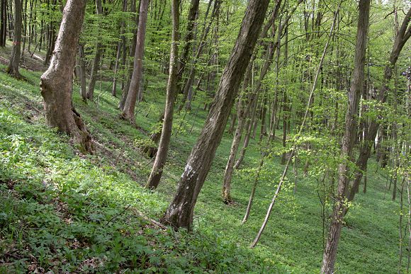 Přírodní památka Pod Vrchy (30. 4. 2015), foto © Zdeněk Podešva