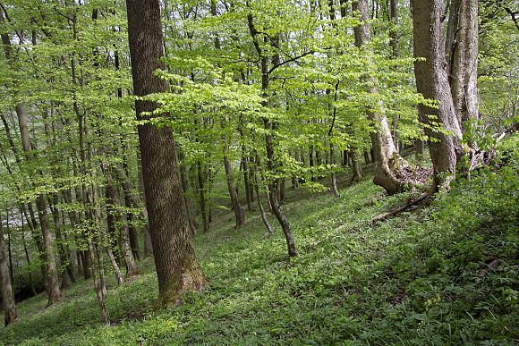 Dubohabřina v přírodní památce Pod Vrchy (30. 4. 2015), foto © Zdeněk Podešva