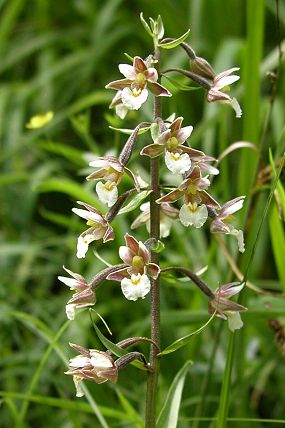 Kruštík bahenní (Epipactis palustris)
