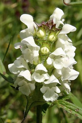 Černohlávek dřípený (Prunella laciniata)