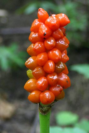 Árón východní (Arum cylindraceum)