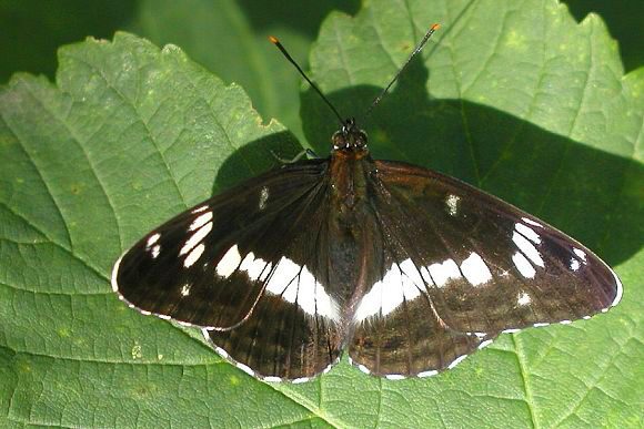 Bělopásek dvouřadý (Limenitis camilla)