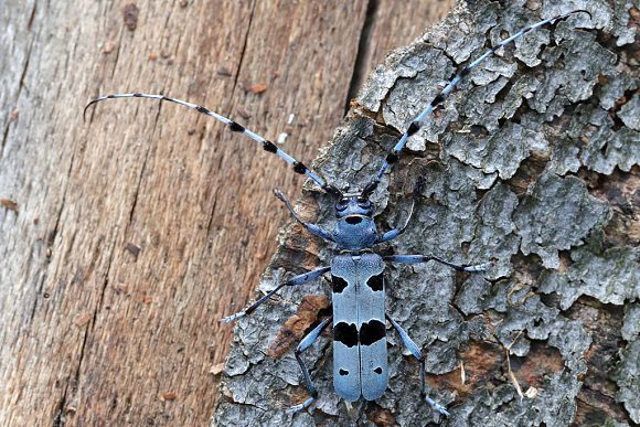 Tesařík alpský (Rosalia alpina)