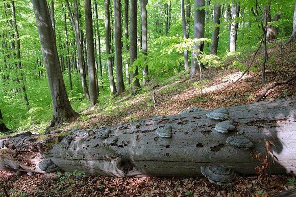 Přírodní rezervace Sidonie – horní část území (30. 4. 2015)