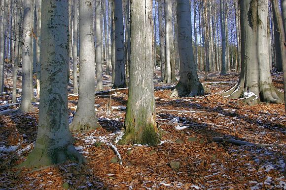 Přírodní památka Solisko (27. 12. 2006), foto © Zdeněk Podešva