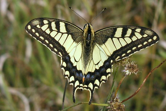 Otakárek fenyklový (Papilio machaon)